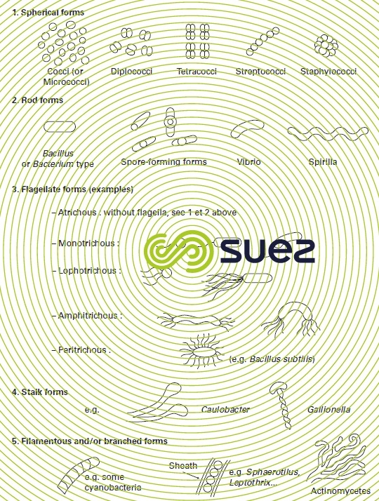 morphological bacteria