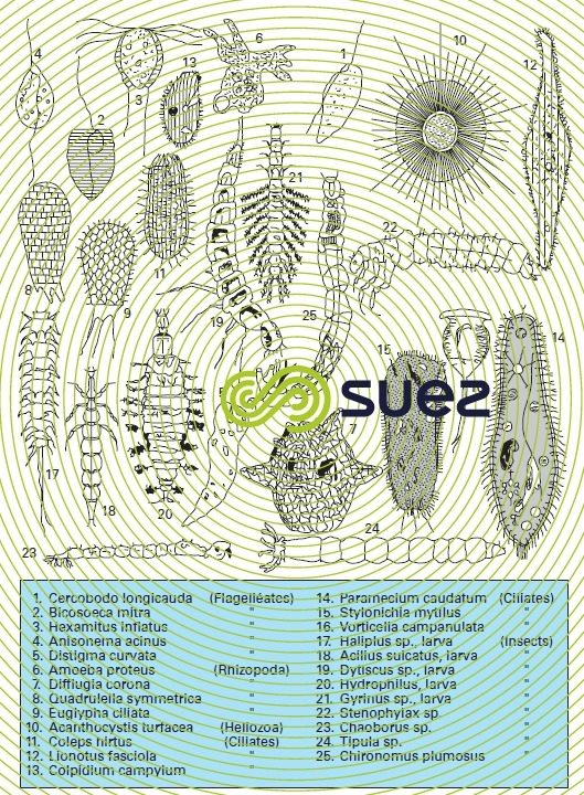 Zooplankton 1