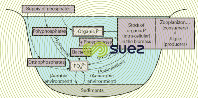 Aquatic phosporus cycle